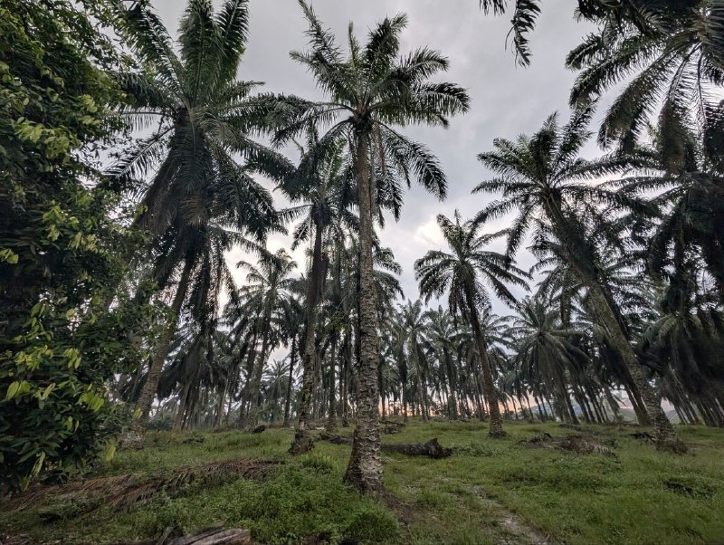 Bukit Batu, Kulai — Agricultural Land with Industrial Zoning for Sale — photo 2