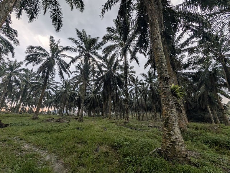 Bukit Batu, Kulai — Agricultural Land with Industrial Zoning for Sale — photo 3