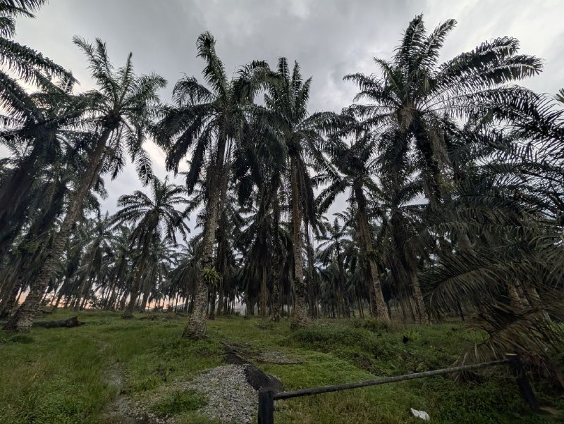Bukit Batu, Kulai — Agricultural Land with Industrial Zoning for Sale