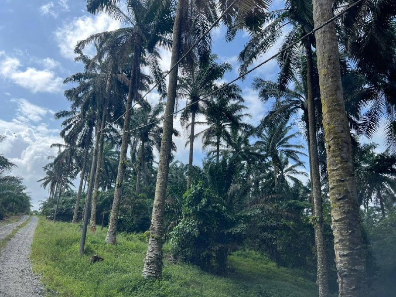 Saleng, Kulai — Agricultural land with industrial zoning for Sale — photo 2