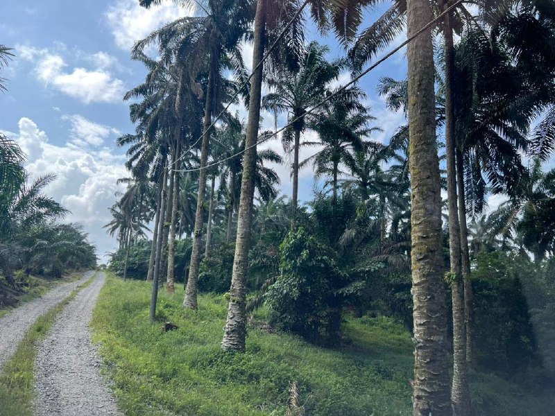 Saleng, Kulai — Agricultural land with industrial zoning for Sale